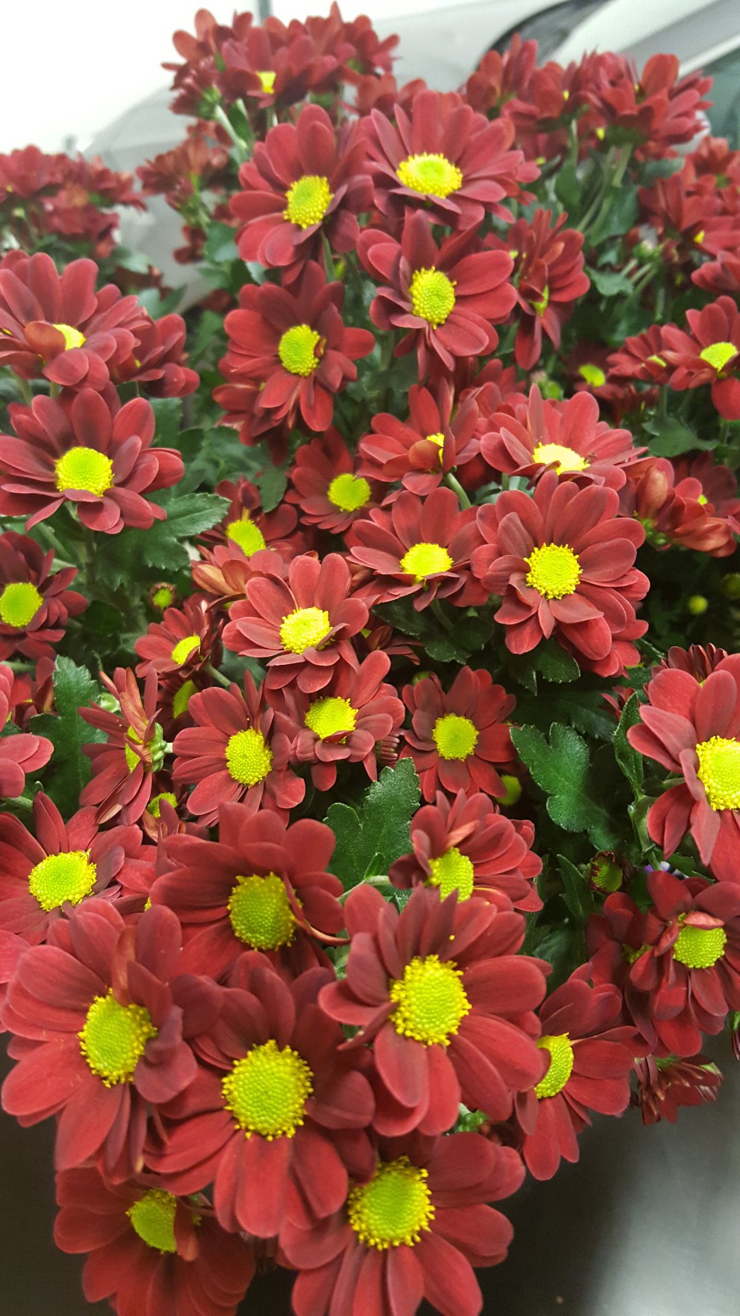 Snittblommor 3