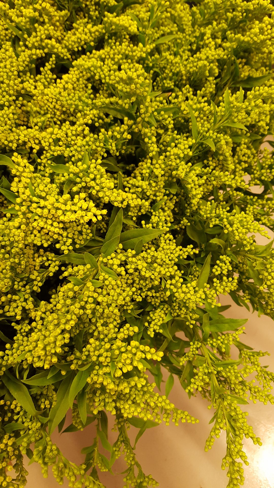 Snittblommor 10
