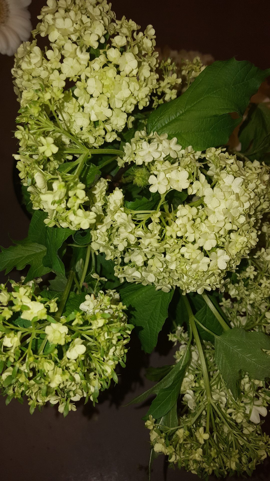 Snittblommor 17