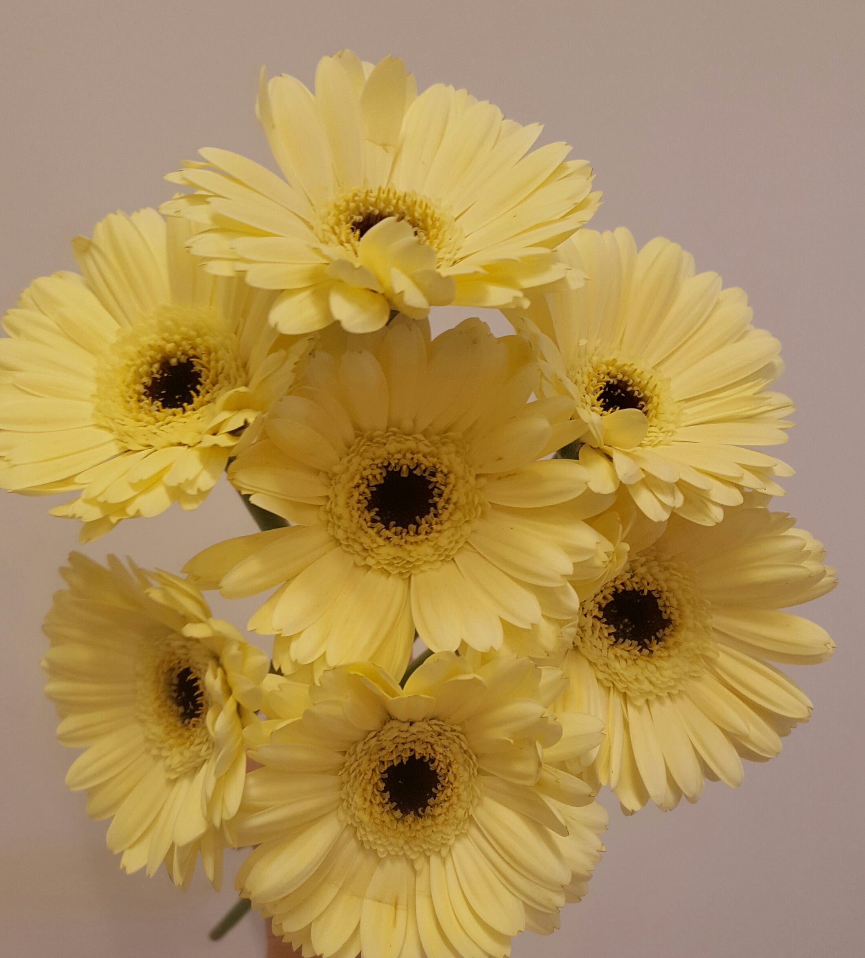 Snittblommor 19