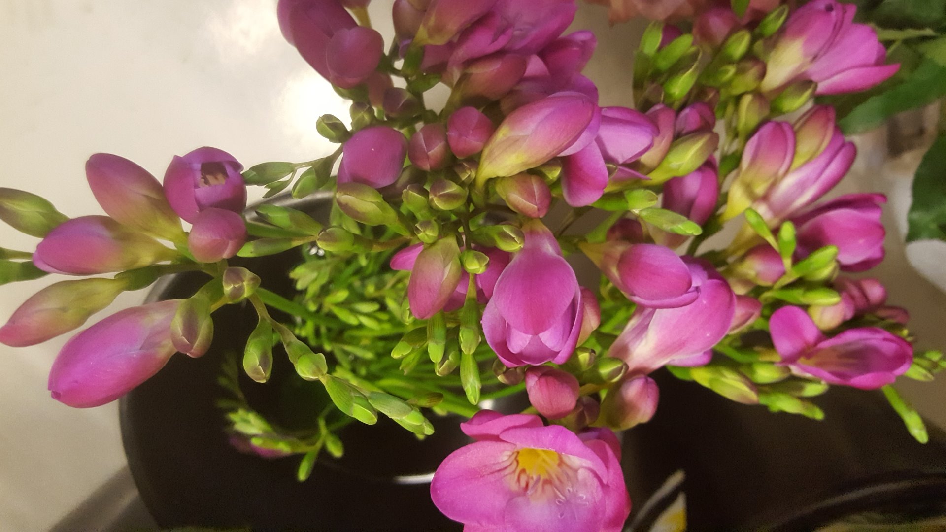 Snittblommor 24