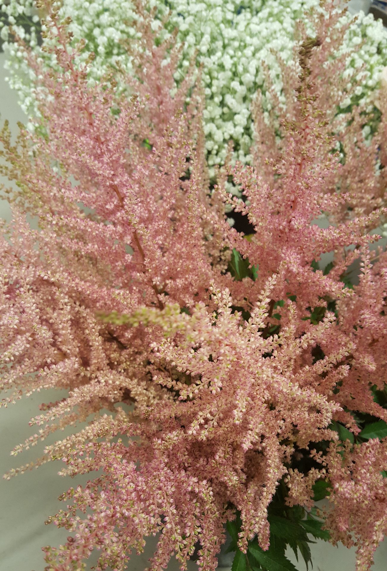 Snittblommor 32
