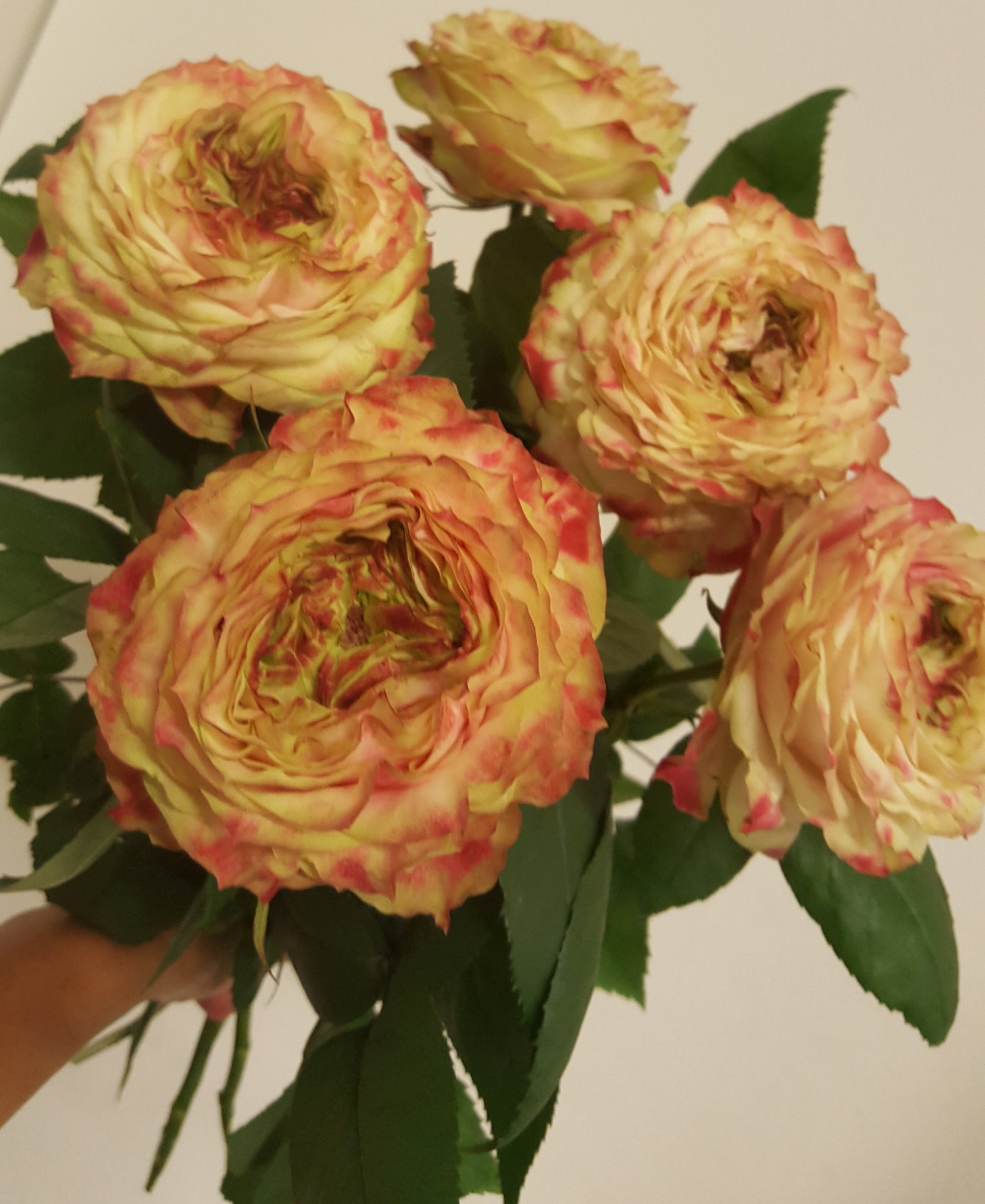 Snittblommor 34