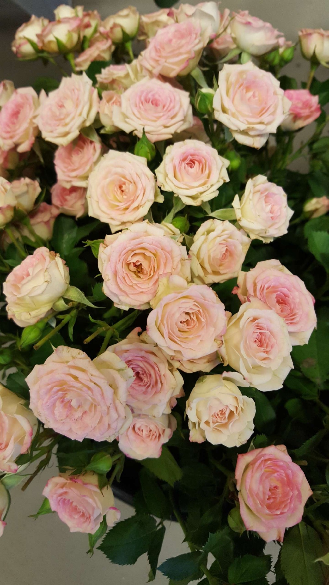 Snittblommor 52