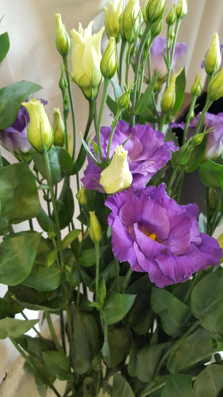 Snittblommor 60