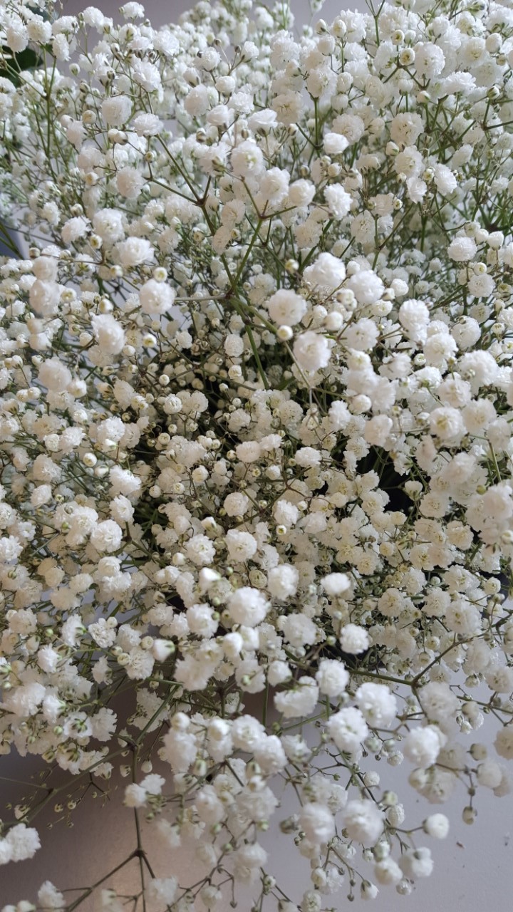 Snittblommor 61