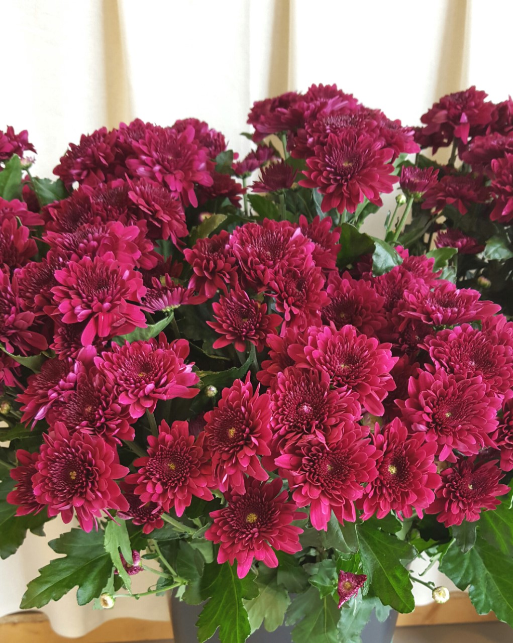 Snittblommor 65